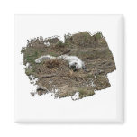 Arctic Fox on the Ground; No Text Magnet