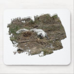 Arctic Fox on the Ground; No Text Mouse Pads