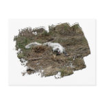 Arctic Fox on the Ground; No Text Post Card