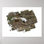 Arctic Fox on the Ground; No Text Posters