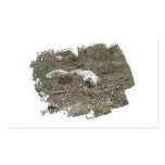 Arctic Fox on the Ground; No Text Rectangular Sticker