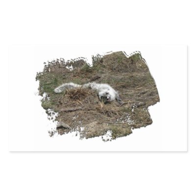Arctic Fox on the Ground; No Text Rectangular Sticker by Picture_Imperfect