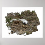 Arctic Fox on the Ground Print
