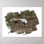 Arctic Fox on the Ground Print