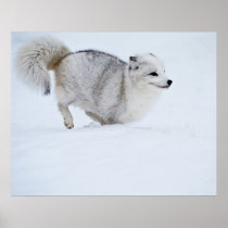 Arctic Fox on the Run Print