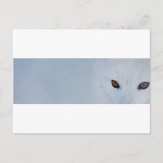 Arctic Fox postcard
