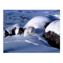 Arctic Fox Postcard postcards