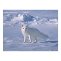 Arctic Fox Postcards