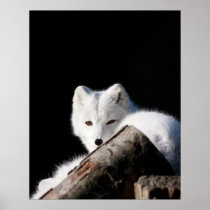 Arctic Fox Posters