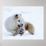 Arctic Fox - Snacking Poster