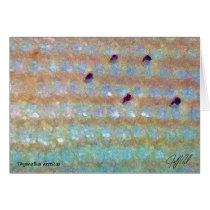 Arctic Grayling - Card cards