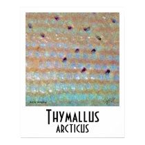 Arctic Grayling Poster posters