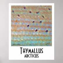 Arctic Grayling Poster