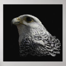 Arctic Gyrfalcon Poster