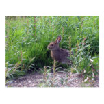 Arctic Hare Post Cards