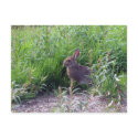 Arctic Hare postcards by aaronleavy Arctic Hare postcards
