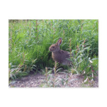 Arctic Hare postcards