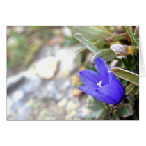 Arctic Harebell Card cards