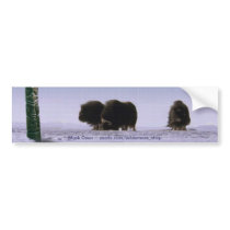 Arctic Musk Oxen Sacred Bovines Wildlife Art Bumper Sticker