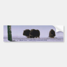 Arctic Musk Oxen Sacred Bovines Wildlife Art Bumper Sticker