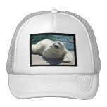 polar bear, bear, mammal, zoo, animal, arctic, north pole, wildlife, wild animal, bears, polar, white bear, white polar bear, arctic bear, wild life, mammals, animals, antarctica, polar bears, white polar bears, nature