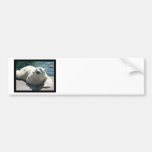 polar bear, bear, mammal, zoo, animal, arctic, north pole, wildlife, wild animal, bears, polar, white bear, white polar bear, arctic bear, wild life, mammals, animals, antarctica, polar bears, white polar bears, nature