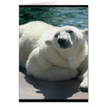 polar bear, bear, mammal, zoo, animal, arctic, north pole, wildlife, wild animal, bears, polar, white bear, white polar bear, arctic bear, wild life, mammals, animals, antarctica, polar bears, white polar bears, nature