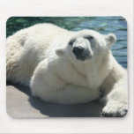 polar bear, bear, mammal, zoo, animal, arctic, north pole, wildlife, wild animal, bears, polar, white bear, white polar bear, arctic bear, wild life, mammals, animals, antarctica, polar bears, white polar bears, nature