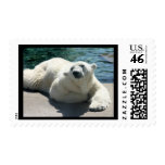 polar bear, bear, mammal, zoo, animal, arctic, north pole, wildlife, wild animal, bears, polar, white bear, white polar bear, arctic bear, wild life, mammals, animals, antarctica, polar bears, white polar bears, nature