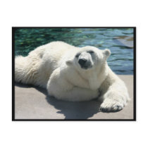 Arctic Polar Bear Postcard