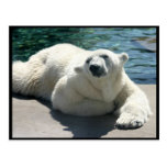 polar bear, bear, mammal, zoo, animal, arctic, north pole, wildlife, wild animal, bears, polar, white bear, white polar bear, arctic bear, wild life, mammals, animals, antarctica, polar bears, white polar bears, nature