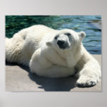 polar bear, bear, mammal, zoo, animal, arctic, north pole, wildlife, wild animal, bears, polar, white bear, white polar bear, arctic bear, wild life, mammals, animals, antarctica, polar bears, white polar bears, nature