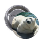 polar bear, bear, mammal, zoo, animal, arctic, north pole, wildlife, wild animal, bears, polar, white bear, white polar bear, arctic bear, wild life, mammals, animals, antarctica, polar bears, white polar bears, nature