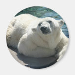 polar bear, bear, mammal, zoo, animal, arctic, north pole, wildlife, wild animal, bears, polar, white bear, white polar bear, arctic bear, wild life, mammals, animals, antarctica, polar bears, white polar bears, nature