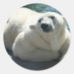 polar bear, bear, mammal, zoo, animal, arctic, north pole, wildlife, wild animal, bears, polar, white bear, white polar bear, arctic bear, wild life, mammals, animals, antarctica, polar bears, white polar bears, nature