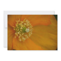 Arctic Poppy • Card / Invitation by SabineSt Arctic Poppy • Card / Invitation