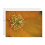 Arctic Poppy • Card / Invitation