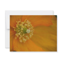 Arctic Poppy • Card / Invitation by SabineSt Arctic Poppy • Card / Invitation
