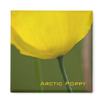 Arctic Poppy Magnet