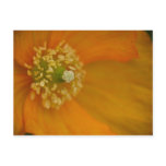 Arctic Poppy • Postcard