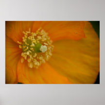 Arctic Poppy • Poster