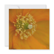 Arctic Poppy • Square Card / Invitation by SabineSt Arctic Poppy • Square Card / Invitation