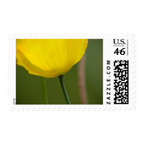 Arctic Poppy Stamp by SabineSt Arctic Poppy Stamp
