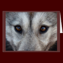 Arctic Sled Dog Card Custom Wolf Pup  Card cards