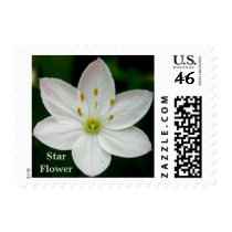 Arctic Starflower (Trientalis europaea) Stamp