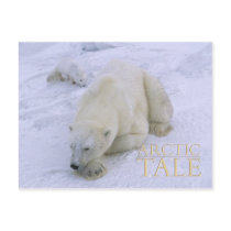 Arctic Tale postcards