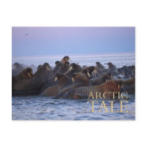 Arctic Tale postcards