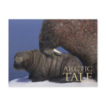 Arctic Tale postcards