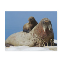 Arctic Tale postcards