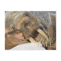 Arctic Tale postcards